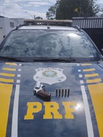 PRF prende homem por porte ilegal de arma de fogo