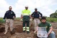 PRF e Naturatins resgatam filhotes de tatu-galinha na BR-153 em Figueirópolis/TO