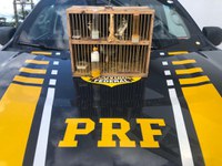 PRF flagra transporte ilegal de pássaros silvestres em Guaraí/TO
