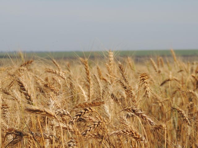 Preços mínimos da laranja, trigo e arroz são reajustados