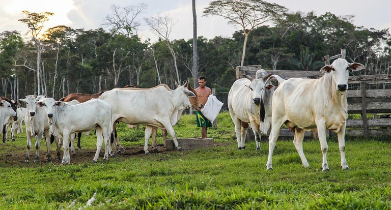 Registro de estabelecimentos e de produtos destinados à alimentação animal passa a ser online