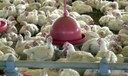 Nota do Ministério da Agricultura sobre coronavírus em ave exportada para a China