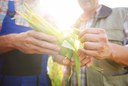 Banco do Brasil destina R$ 16 bilhões para pré-custeio do agro