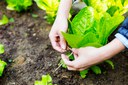 Crédito para custeio rural antecipado pode ajudar produtor na compra de insumos agrícolas