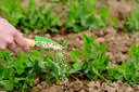 Grupo de Trabalho discutirá Plano Nacional de Fertilizantes