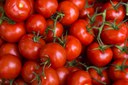 Pesquisadores identificaram fungos que estimulam crescimento de tomate