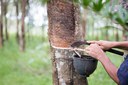 Produtores de borracha natural podem aderir ao sistema de produção integrada