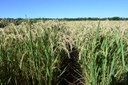 Publicado zoneamento agrícola do arroz de sequeiro e irrigado safra 2021/2022