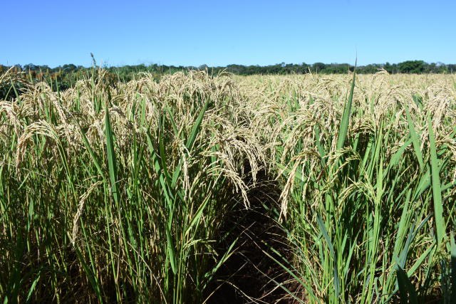 Publicado zoneamento agrícola do arroz de sequeiro e irrigado safra 2021/2022
