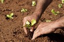 Agricultura familiar terá crédito de R$ 39,4 bilhões