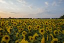 Zoneamento agrícola de risco climático para girassol é atualizado no Brasil