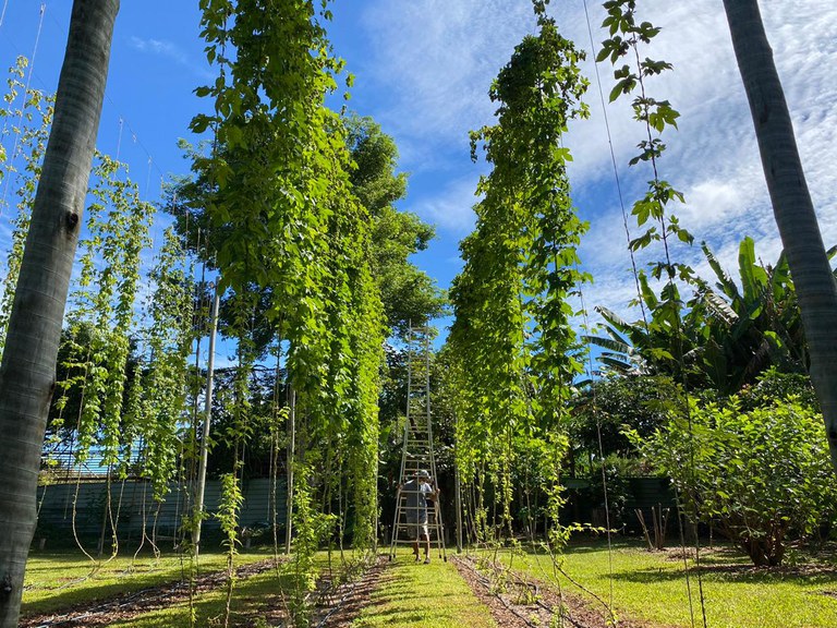 Cultivo de lúpulo orgânico em propriedade rural de Brasília