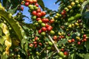 Produção de café deve atingir 55,7 milhões de sacas na safra de 2022