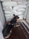 Alfândega de Santos - 332 kg de cocaína 1ºset2020 - Cão de faro.jpg