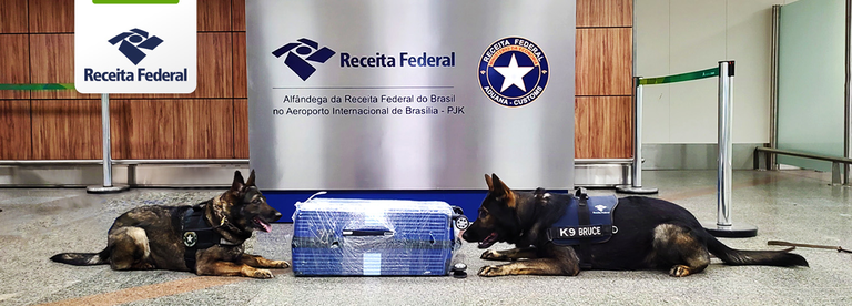 Apreensões de droga no aeroporto de Brasília.