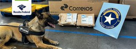 As drogas foram apreendidas com a indicação da cadela K9 Lara e auxílio dos correios com o scanner.