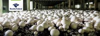 Receita Federal doa vinhos a projeto de cultivo de cogumelos