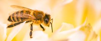 Acidentes por abelhas: nos últimos cinco anos, cerca de 100 mil casos foram registrados no Brasil