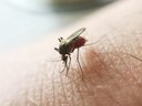 malaria08112022.jpg