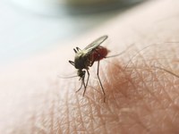 Malária pode ser potencialmente fatal se não diagnosticada a tempo