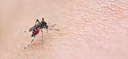 Aedes Aegypti...png