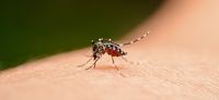 “Nosso compromisso maior é incorporar a melhor tecnologia existente para a população contra a dengue”, diz secretário do Ministério da Saúde
