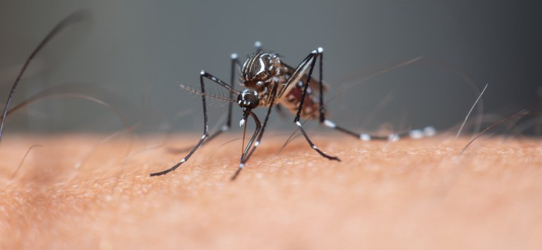 macro-mosquito-aedes-aegypti-sucking-blood-close-up-human-skin (1).jpg
