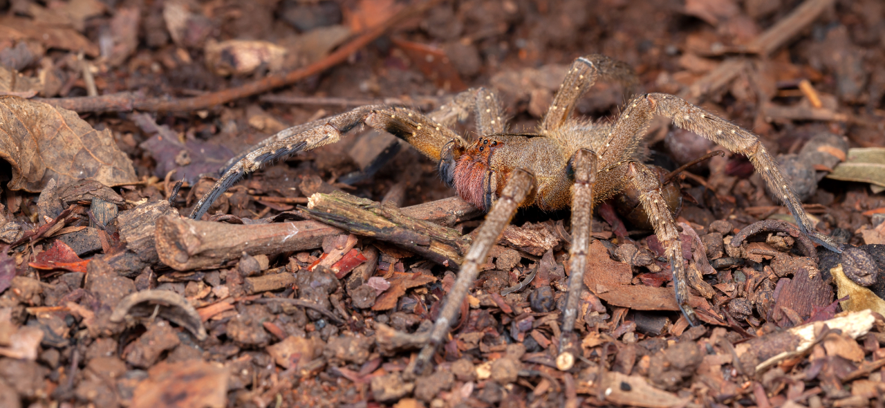 Acidentes causados por aranhas são a segunda maior causa de ...