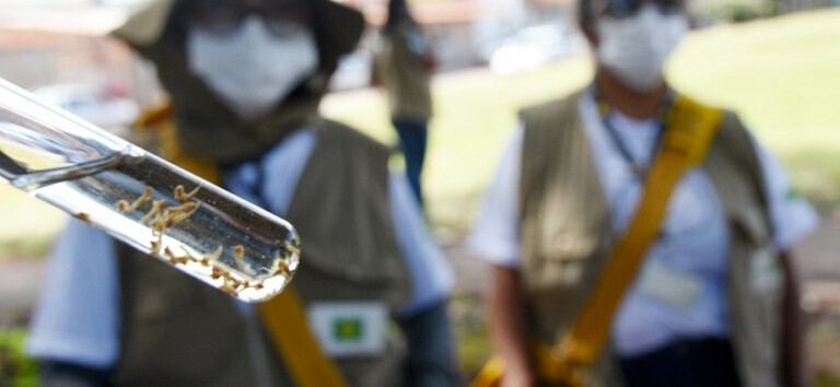 Elevadas temperaturas associadas a um maior volume de água neste período contribuem para acelerar a proliferação do Aedes aegypti. Veja como se proteger