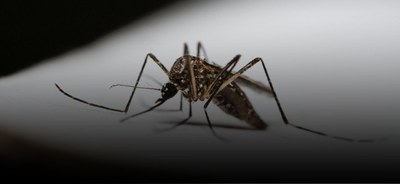 Verdadeiro e falso sobre a dengue