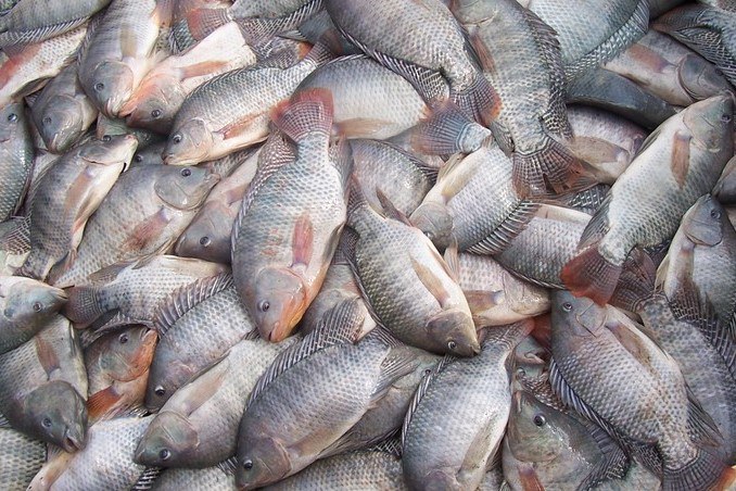 Estados Unidos deixam de exigir Certificação Sanitária Internacional para pescados brasileiros