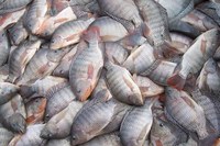 US drops requirement for International Health Certificates on Brazilian fish