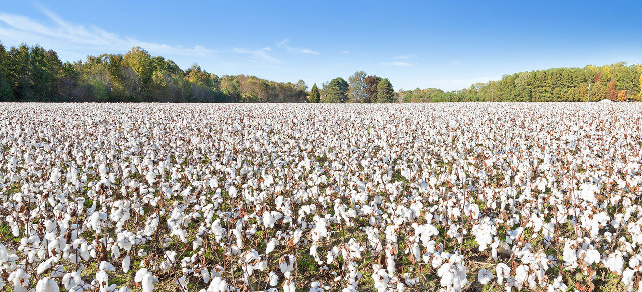 Brasil en el liderazgo mundial de exportación de algodón, tras la unión entre productores, exportadores y la ApexBrasil