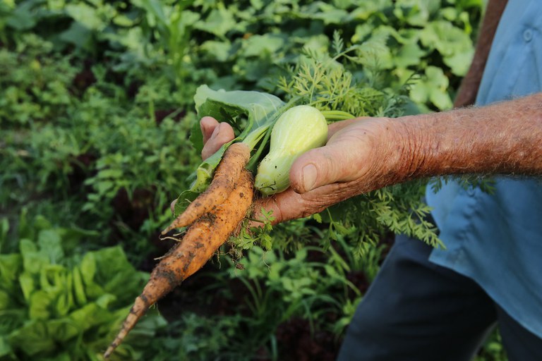 Alimento natural