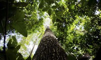 O maior patrimônio natural do mundo é do Brasil