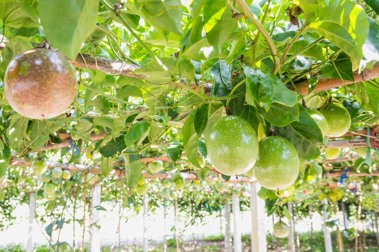 Publicada relação de dez produtos da agricultura familiar com bônus em agosto