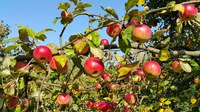 Zoneamento agrícola para a cultura de maçã está disponível para todo o país