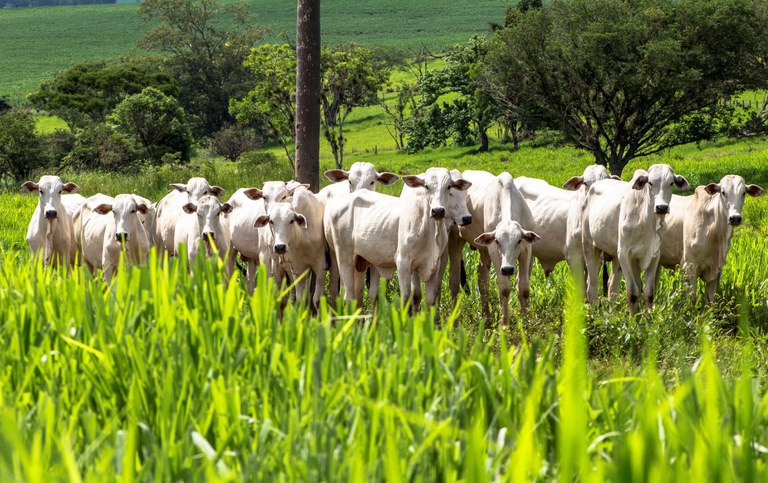 Plano ABC+ tem metas para reduzir a emissão de gases de efeito estufa na agropecuária