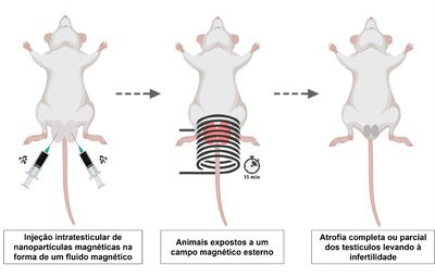 Cientistas da UnB criam método de castração sem cirurgia