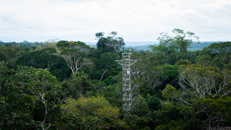 Uma das torres do AmazonFACE na Amazônia. Foto: Raul Vasconcelos/ MCTI