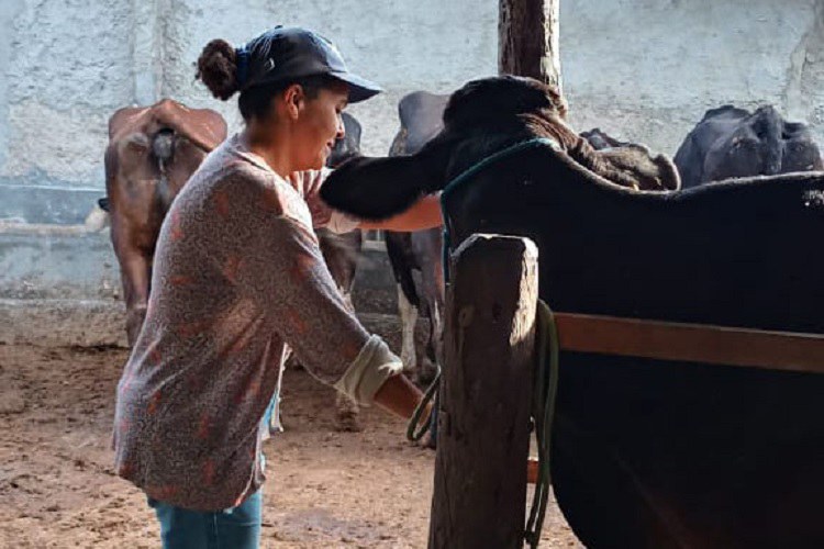 Agricultora familiar terá apoio na comercialização de leite