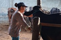 Produtores recebem apoio para comercialização de leite em pó