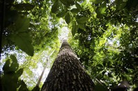 Desmatamento na Amazônia tem redução de 21,8%