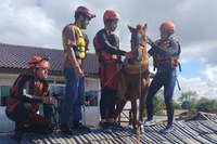 Cavalo ilhado em telhado no RS é resgatado. Mais de 5 mil animais são salvos