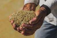 Importação de arroz: para consumidor, preço final do quilo será de R$ 4