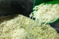 Governo Federal compra 263 mil toneladas de arroz importado em leilão