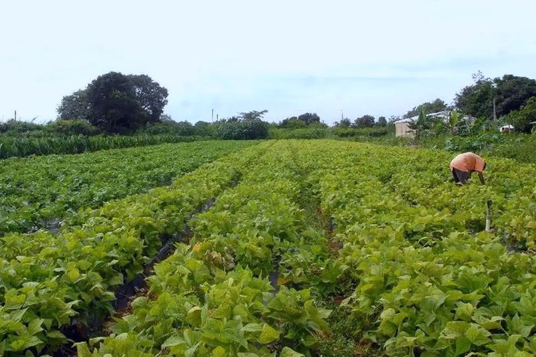 Assentamento da Reforma Agrária