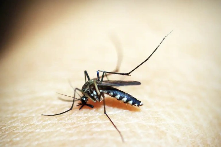 Dez minutos por semana: mobilização nacional reforça combate à dengue