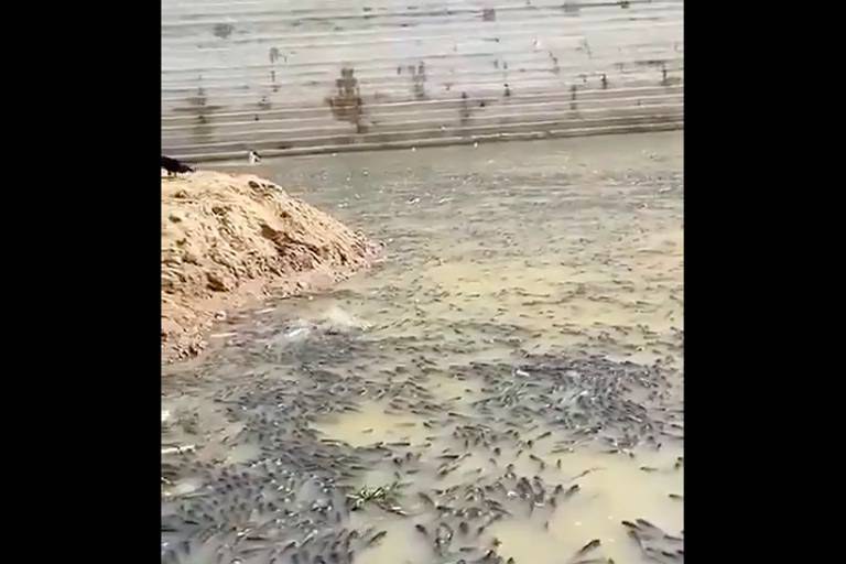 Peixes mortos em barragens.jpg