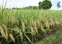 É mentira que arroz importado terá agrotóxicos proibidos no Brasil